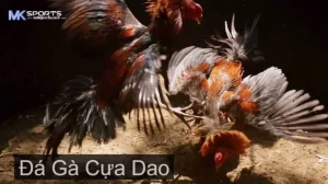 Đá gà cựa dao Philippines